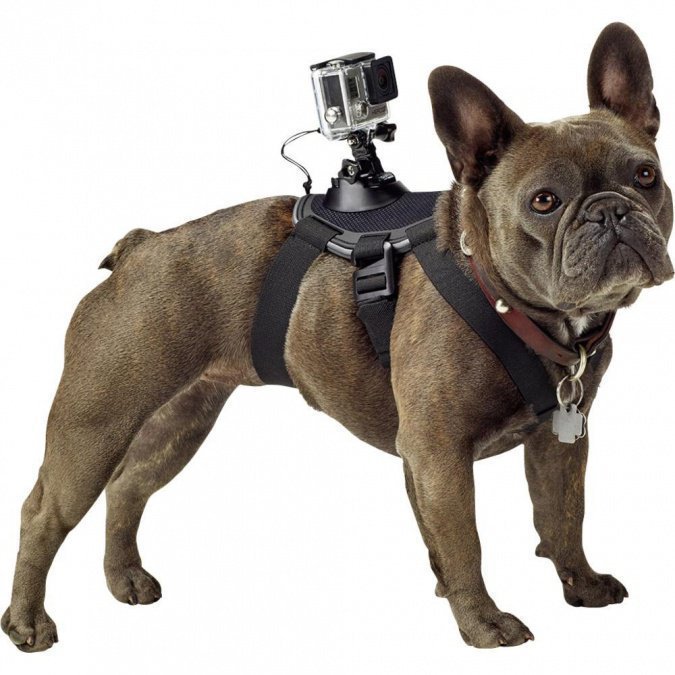 картинка Крепление-упряжка для собак GoPro ADOGM-001 от интернет-магазина itsklad.kz